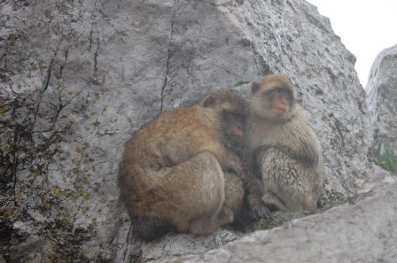 singes humides