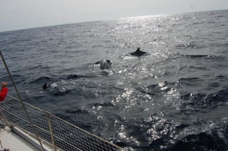 dauphins 2