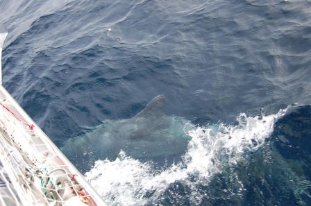 dauphins1