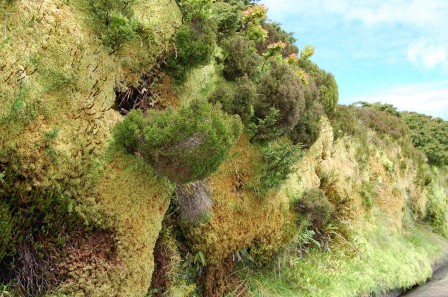 Flores - Les Açores - La mousse !