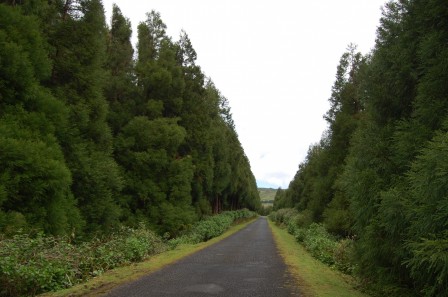 Flores - Les Açores - Le cèdre rouge