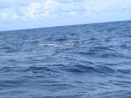 réveil d'une baleine