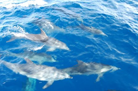 nos amis les dauphins