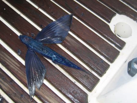 poisson volant