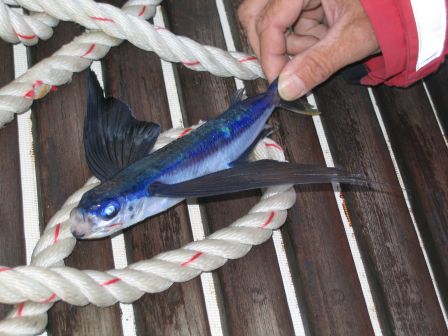 poisson volant 2