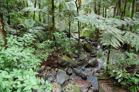 Puerto Rico - El Yunque 2