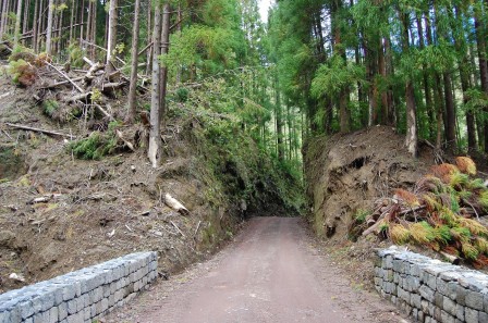 Sao Miguel - Les Açores - Serra da Tronqueira 2