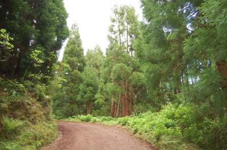 Sao Miguel - Les Açores - Serra da Tronqueira