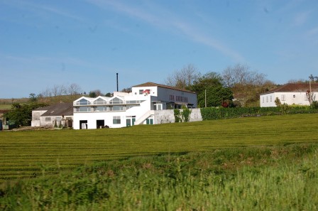 Sao Miguel - Les Açores - plantations de thé 1