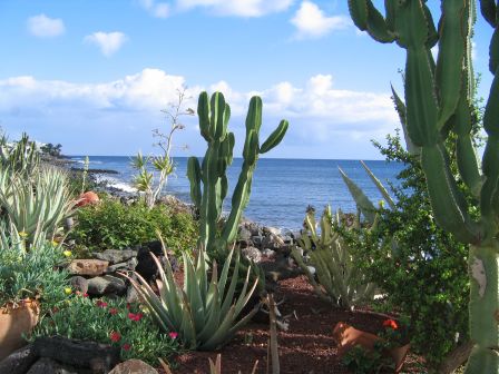dans mon jardin il y des cactus